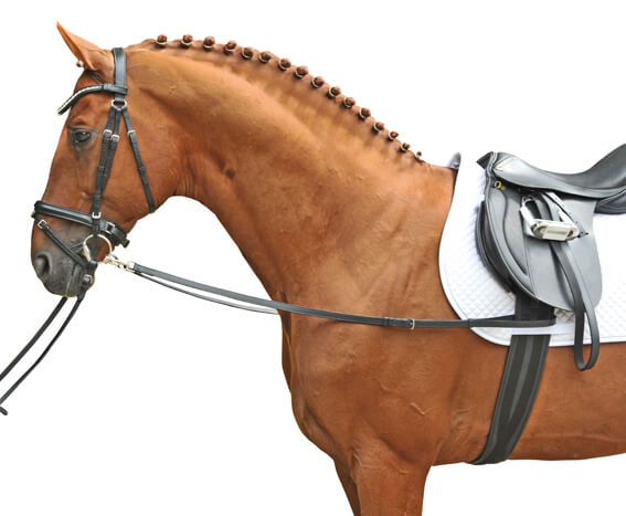 Pferd ausgebunden mit Ausbindern