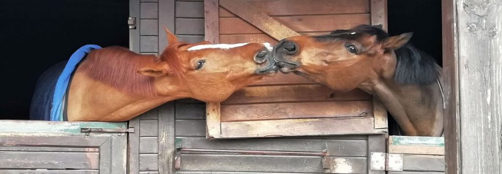 zwei pferde kuscheln